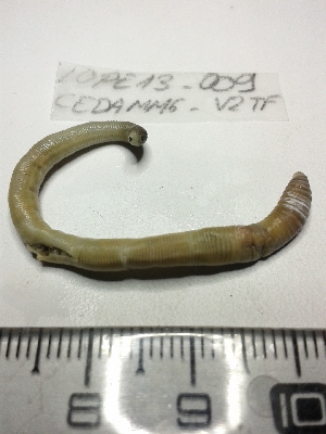  ( - LOPE13-010)  @12 [ ] CreativeCommons - Attribution Non-Commercial Share-Alike (2013) ECODIV Univ Rouen