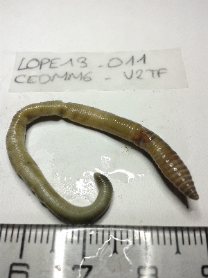  ( - LOPE13-012)  @12 [ ] CreativeCommons - Attribution Non-Commercial Share-Alike (2013) ECODIV Univ Rouen