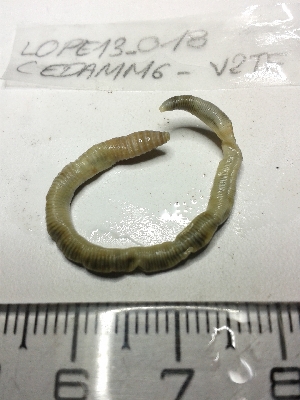  ( - LOPE13-019)  @12 [ ] CreativeCommons - Attribution Non-Commercial Share-Alike (2013) ECODIV Univ Rouen