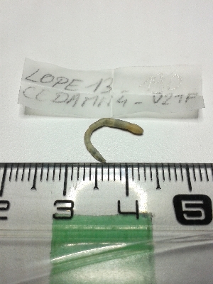  ( - LOPE13-190)  @12 [ ] CreativeCommons - Attribution Non-Commercial Share-Alike (2013) ECODIV Univ Rouen