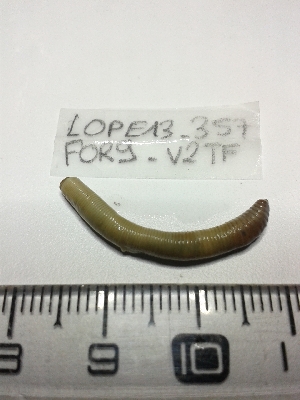  ( - LOPE13-357)  @12 [ ] CreativeCommons - Attribution Non-Commercial Share-Alike (2013) ECODIV Univ Rouen