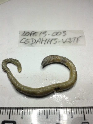  ( - LOPE13-004)  @12 [ ] CreativeCommons - Attribution Non-Commercial Share-Alike (2013) ECODIV Univ Rouen