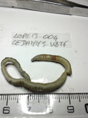  ( - LOPE13-005)  @12 [ ] CreativeCommons - Attribution Non-Commercial Share-Alike (2013) ECODIV Univ Rouen