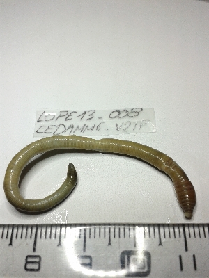  ( - LOPE13-009)  @12 [ ] CreativeCommons - Attribution Non-Commercial Share-Alike (2013) ECODIV Univ Rouen