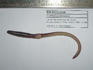  ( - EW-ECO-0308)  @12 [ ] Unspecified (default): All Rights Reserved  Unspecified Unspecified