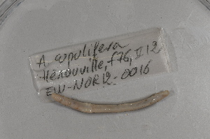 ( - EW-NOR12-0016)  @12 [ ] Copyright (2012) Thibaud Decaens Laboratoire ECODIV, Univ Rouen