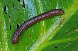  ( - EW-NOU-0008)  @12 [ ] Copyright (2011) Thibaud Decaens Laboratoire ECODIV, Univ Rouen