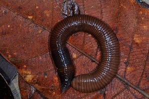  ( - EW-NOU-0100)  @12 [ ] Copyright (2011) Thibaud Decaens Laboratoire ECODIV, Univ Rouen