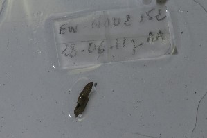  ( - EW-NOU2-152)  @12 [ ] Copyright (2011) Thibaud Decaens Laboratoire ECODIV, Univ Rouen