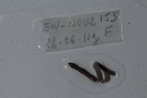  ( - EW-NOU2-153)  @12 [ ] Copyright (2011) Thibaud Decaens Laboratoire ECODIV, Univ Rouen