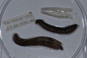  ( - EW-NOU2-183)  @12 [ ] Copyright (2011) Thibaud Decaens Laboratoire ECODIV, Univ Rouen