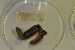  ( - EW-NOU2-002)  @12 [ ] Copyright (2011) Thibaud Decaens Laboratoire ECODIV, Univ Rouen