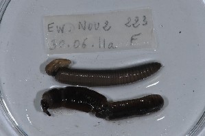  ( - EW-NOU2-223)  @12 [ ] Copyright (2011) Thibaud Decaens Laboratoire ECODIV, Univ Rouen