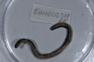  (Martiodrilus tenkatei - EW-NOU2-319)  @12 [ ] Copyright (2011) Thibaud Decaens Laboratoire ECODIV, Univ Rouen