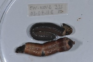  ( - EW-NOU2-335)  @12 [ ] Copyright (2011) Thibaud Decaens Laboratoire ECODIV, Univ Rouen