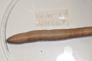  ( - EW-NOU2-060)  @12 [ ] Copyright (2011) Thibaud Decaens Laboratoire ECODIV, Univ Rouen