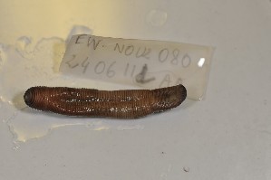  ( - EW-NOU2-080)  @12 [ ] Copyright (2011) Thibaud Decaens Laboratoire ECODIV, Univ Rouen