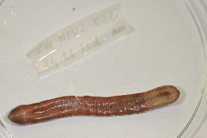  ( - EW-NOU2-082)  @12 [ ] Copyright (2011) Thibaud Decaens Laboratoire ECODIV, Univ Rouen