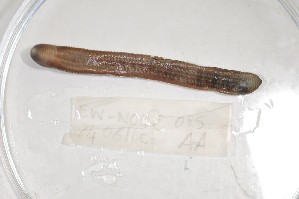  ( - EW-NOU2-085)  @12 [ ] Copyright (2011) Thibaud Decaens Laboratoire ECODIV, Univ Rouen