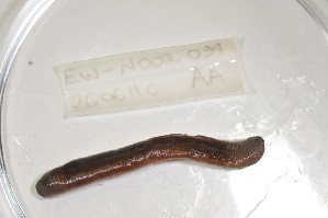  ( - EW-NOU2-094)  @12 [ ] Copyright (2011) Thibaud Decaens Laboratoire ECODIV, Univ Rouen