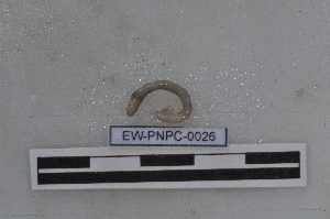  ( - EW-PNPC-0026)  @11 [ ] CreativeCommons - Attribution Non-Commercial Share-Alike (2018) Thibaud Decaens CEFE Lab