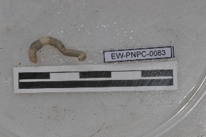  ( - EW-PNPC-0083)  @11 [ ] CreativeCommons - Attribution Non-Commercial Share-Alike (2018) Thibaud Decaens CEFE Lab
