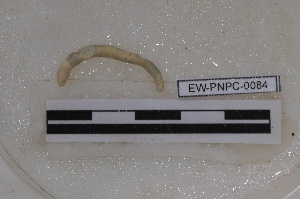  ( - EW-PNPC-0084)  @11 [ ] CreativeCommons - Attribution Non-Commercial Share-Alike (2018) Thibaud Decaens CEFE Lab