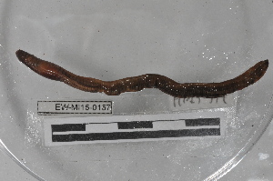  ( - EW-MI15-0157)  @12 [ ] CreativeCommons - Attribution Non-Commercial Share-Alike (2015) Thibaud Decaëns Universite Montpellier, CEFE Lab