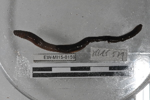  ( - EW-MI15-0159)  @12 [ ] CreativeCommons - Attribution Non-Commercial Share-Alike (2015) Thibaud Decaëns Universite Montpellier, CEFE Lab