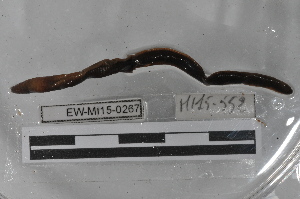  ( - EW-MI15-0267)  @12 [ ] CreativeCommons - Attribution Non-Commercial Share-Alike (2015) Thibaud Decaëns Universite Montpellier, CEFE Lab