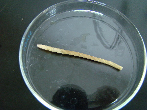  ( - HPS1)  @12 [ ] CreativeCommons - Attribution Non-Commercial Share-Alike (2010) Chih-Han Chang The Research Collection of Chih-Han Chang