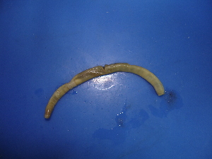  ( - P02-1)  @12 [ ] CreativeCommons - Attribution Non-Commercial Share-Alike (2010) Chih-Han Chang The Research Collection of Chih-Han Chang