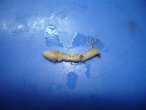  ( - P03-1)  @12 [ ] CreativeCommons - Attribution Non-Commercial Share-Alike (2010) Chih-Han Chang The Research Collection of Chih-Han Chang