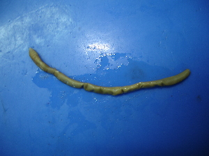  ( - P04-1)  @12 [ ] CreativeCommons - Attribution Non-Commercial Share-Alike (2010) Chih-Han Chang The Research Collection of Chih-Han Chang