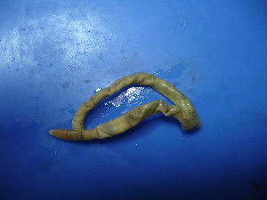  ( - P04-2)  @12 [ ] CreativeCommons - Attribution Non-Commercial Share-Alike (2010) Chih-Han Chang The Research Collection of Chih-Han Chang