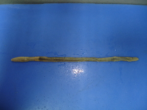  ( - sp100-1)  @12 [ ] CreativeCommons - Attribution Non-Commercial Share-Alike (2010) Chih-Han Chang The Research Collection of Chih-Han Chang