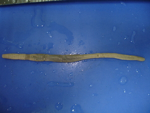  ( - sp100-4)  @12 [ ] CreativeCommons - Attribution Non-Commercial Share-Alike (2010) Chih-Han Chang The Research Collection of Chih-Han Chang