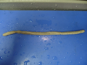  ( - sp101-1)  @12 [ ] CreativeCommons - Attribution Non-Commercial Share-Alike (2010) Chih-Han Chang The Research Collection of Chih-Han Chang