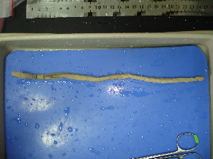  ( - sp101-3)  @12 [ ] CreativeCommons - Attribution Non-Commercial Share-Alike (2010) Chih-Han Chang The Research Collection of Chih-Han Chang