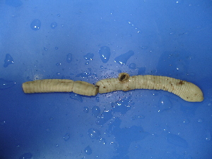  ( - sp101-5)  @12 [ ] CreativeCommons - Attribution Non-Commercial Share-Alike (2010) Chih-Han Chang The Research Collection of Chih-Han Chang