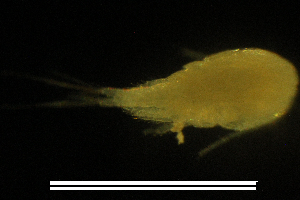  (Macrocyclops cf. albidus - CH782-G11)  @11 [ ] CreativeCommons  Attribution Non-Commercial Share-Alike (2015) Martha Valdez-Moreno El Colegio de la Frontera Sur