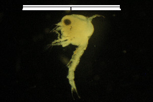  (Sesarma reticulatum - CH809-D12)  @11 [ ] CreativeCommons  Attribution Non-Commercial Share-Alike (2015) Martha Valdez-Moreno El Colegio de la Frontera Sur