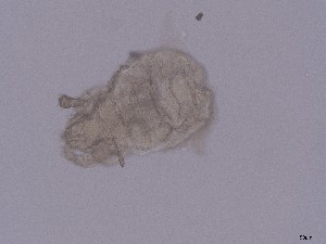  ( - GOri16)  @11 [ ] CreativeCommons  Attribution (by) (2025) Sylvia Schaeffer University of Graz, Institute of Biology