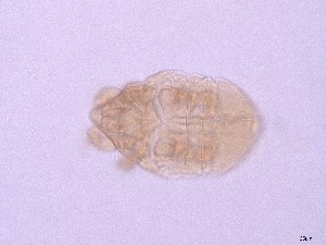  ( - GOri23)  @11 [ ] CreativeCommons  Attribution (by) (2025) Sylvia Schaeffer University of Graz, Institute of Biology