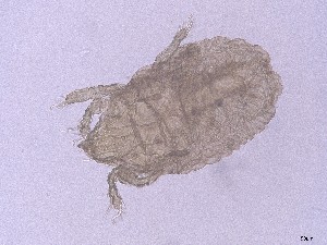  ( - GOri39)  @11 [ ] CreativeCommons  Attribution (by) (2025) Sylvia Schaeffer University of Graz, Institute of Biology