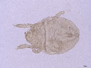  ( - GOri40)  @11 [ ] CreativeCommons  Attribution (by) (2025) Sylvia Schaeffer University of Graz, Institute of Biology