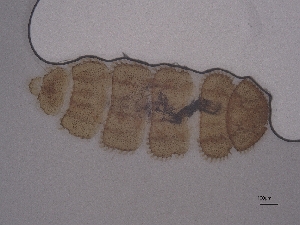  ( - Pau110)  @11 [ ] CreativeCommons  Attribution (by) (2058) Sylvia Schaeffer University of Graz, Institute of Biology