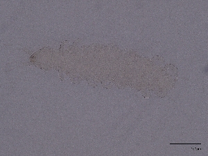  (Pauropodidae - Pau24)  @11 [ ] CreativeCommons  Attribution (by) (2029) Sylvia Schaeffer University of Graz, Institute of Biology