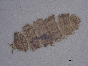  ( - Pau78)  @11 [ ] CreativeCommons  Attribution (by) (2048) Sylvia Schaeffer University of Graz, Institute of Biology