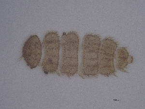  ( - Pau88)  @11 [ ] CreativeCommons  Attribution (by) (2052) Sylvia Schaeffer University of Graz, Institute of Biology